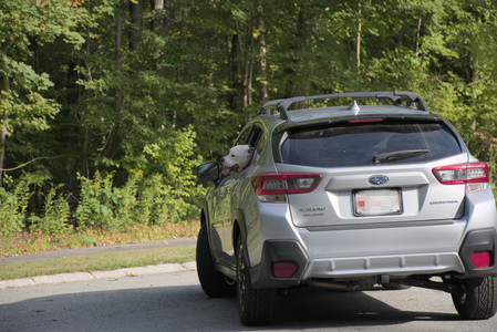 20250911_Dog park__DSC0199_.jpg