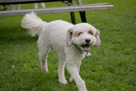 20250913_Dog Park__DSC0004_.jpg
