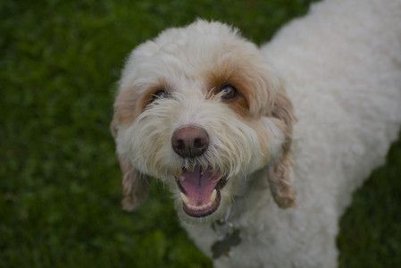 20250913_Dog Park__DSC0008_.jpg