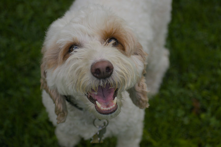 20250913_Dog Park__DSC0009_.jpg