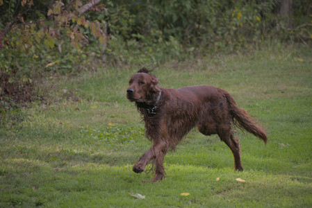 20250913_Dog Park__DSC0011_.jpg
