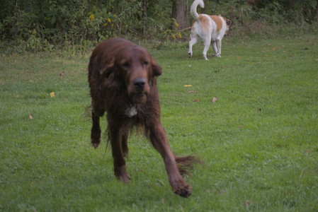 20250913_Dog Park__DSC0023_.jpg