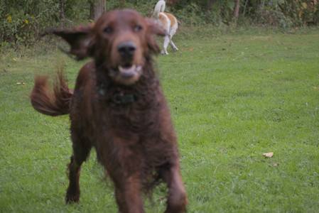 20250913_Dog Park__DSC0024_.jpg