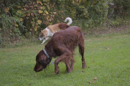 20250913_Dog Park__DSC0025_.jpg