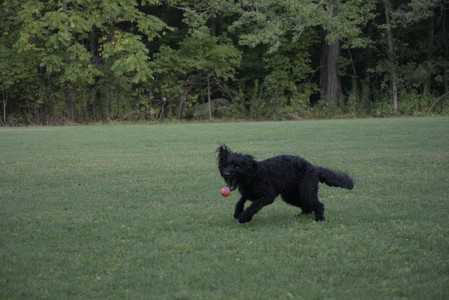 20250913_Dog Park__DSC0033_.jpg