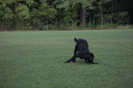 20250913_Dog Park__DSC0034_.jpg