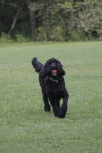 20250913_Dog Park__DSC0036_.jpg