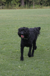 20250913_Dog Park__DSC0039_.jpg