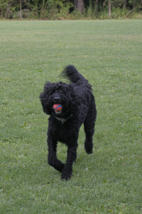 20250913_Dog Park__DSC0040_.jpg