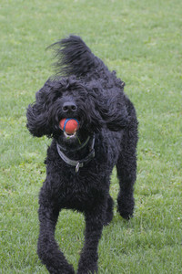 20250913_Dog Park__DSC0042_.jpg