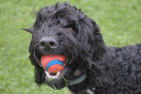 20250913_Dog Park__DSC0043_.jpg