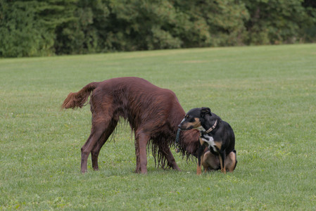 20250913_Dog Park__DSC0059_.jpg