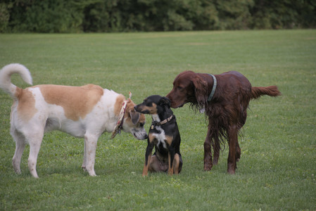 20250913_Dog Park__DSC0060_.jpg