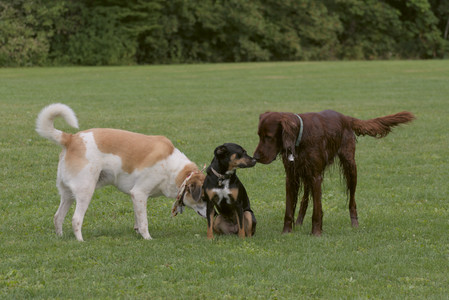 20250913_Dog Park__DSC0062_.jpg
