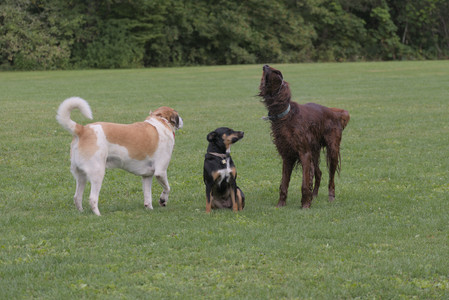 20250913_Dog Park__DSC0065_0.jpg