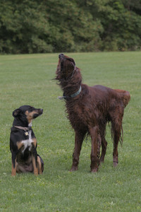 20250913_Dog Park__DSC0065_1.jpg