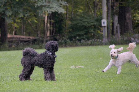 20250913_Dog Park__DSC0067_.jpg
