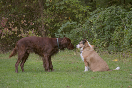 20250913_Dog Park__DSC0071_.jpg