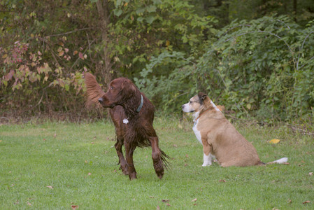20250913_Dog Park__DSC0072_.jpg