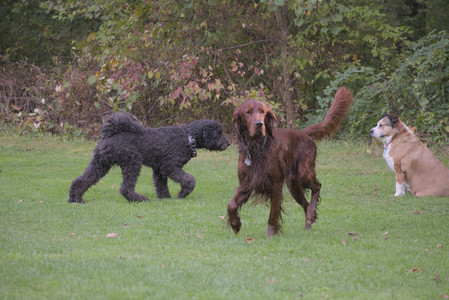 20250913_Dog Park__DSC0074_.jpg