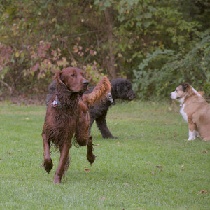 20250913_Dog Park__DSC0075_.jpg