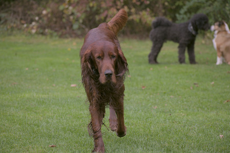 20250913_Dog Park__DSC0076_.jpg