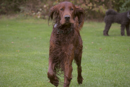 20250913_Dog Park__DSC0077_.jpg