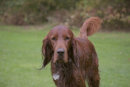 20250913_Dog Park__DSC0078_.jpg