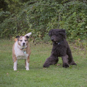 20250913_Dog Park__DSC0080_.jpg