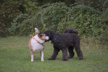 20250913_Dog Park__DSC0082_.jpg
