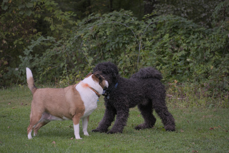 20250913_Dog Park__DSC0083_.jpg