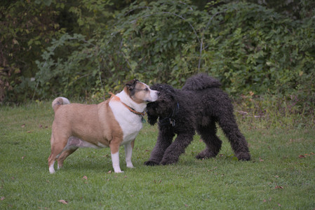 20250913_Dog Park__DSC0084_.jpg