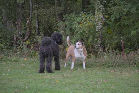 20250913_Dog Park__DSC0088_.jpg