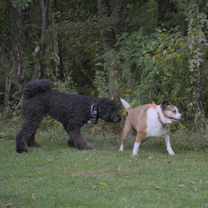 20250913_Dog Park__DSC0089_.jpg