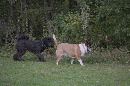 20250913_Dog Park__DSC0090_.jpg