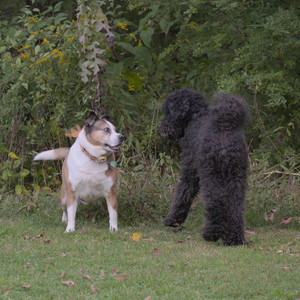20250913_Dog Park__DSC0091_.jpg