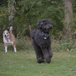 20250913_Dog Park__DSC0094_.jpg