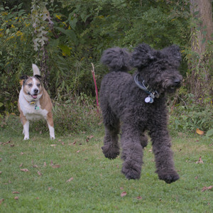 20250913_Dog Park__DSC0095_.jpg