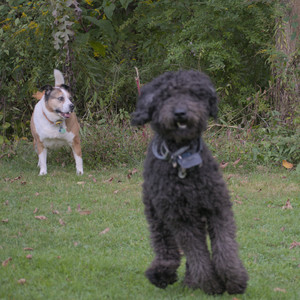 20250913_Dog Park__DSC0096_.jpg