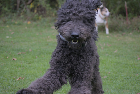 20250913_Dog Park__DSC0097_.jpg