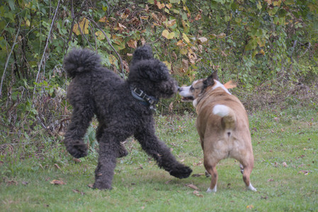 20250913_Dog Park__DSC0099_.jpg