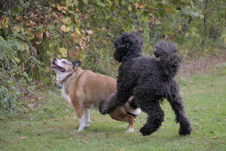 20250913_Dog Park__DSC0100_.jpg