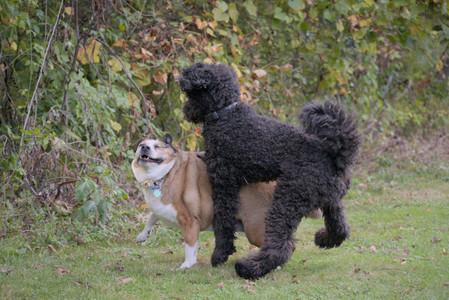 20250913_Dog Park__DSC0101_.jpg