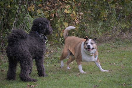 20250913_Dog Park__DSC0106_.jpg