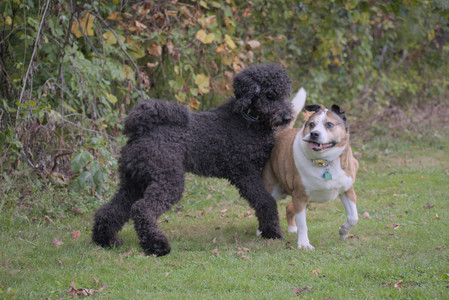 20250913_Dog Park__DSC0107_.jpg