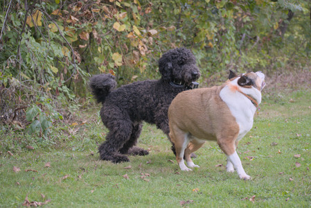 20250913_Dog Park__DSC0108_.jpg