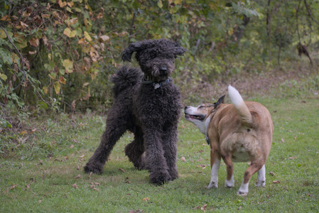 20250913_Dog Park__DSC0109_.jpg