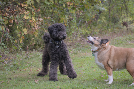 20250913_Dog Park__DSC0110_.jpg