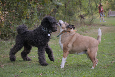 20250913_Dog Park__DSC0111_.jpg