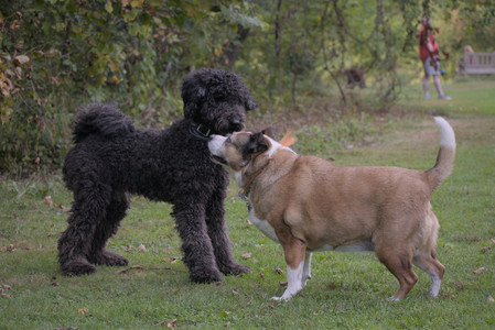 20250913_Dog Park__DSC0112_.jpg